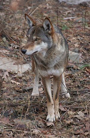 Canis rufus 1 - Syracuse Zoo