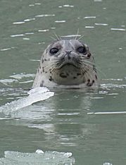 Curious harbor seal 462.jpg