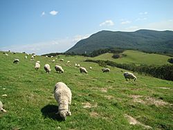 Daegwallyeong sheep farm5