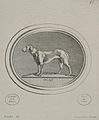 Dog drawing by François Boucher engraved by Madame de Pompadour after a work by Jacques Guay c. 1755