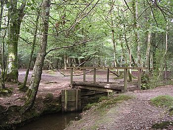 Footbridge over Bartley Water, west of Busketts Lawn Inclosure, New Forest - geograph.org.uk - 51723.jpg