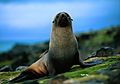 Fur seal antarctic peninsula