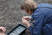 Helen Geake looking at metal finds