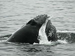 Humpback whale Robert Pitman NOAA PS9