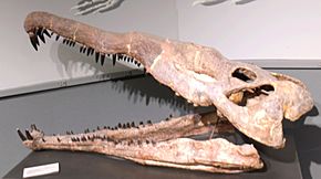 Leptosuchus crosbiensis cropped