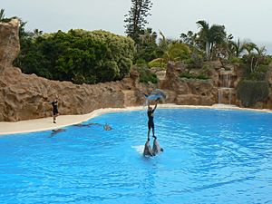 Loro Parque's Dolphin Show