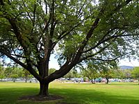 Moore Park Tree