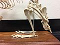 Rabbit hind limb skeleton