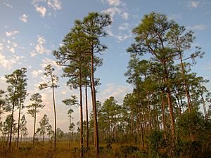 South Florida rocklands on Everglades National Park Long Pine Key Nature Trail
