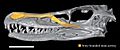 Velociraptor MPC-D 100 54 skull CT scan