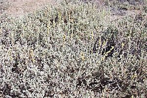 Artemisiaarbuscula.jpg