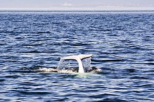 Beluga Whale Tadoussac Quebec Canada Luca Galuzzi 2005