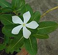Catharanthus roseus Madagascar periwinkle White