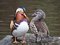 Pair of mandarin ducks