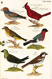 Pepys copy of Willughby's Ornithology