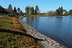 Redwood Shores Lagoon, with the former Oracle headquarters visible in the background
