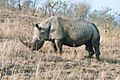 Rhinoceros male 2003