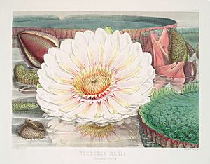 Victoria Regia. (Expanded flower) (1851)