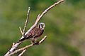 American kestrel (Falco sparverius sparveroides) female white morph