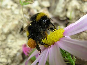 Bumblebee 05
