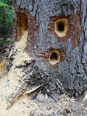 Holes in a tree from carpenter ants