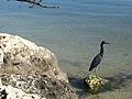 Little blue heron at Long Key State Park 2019-12-04