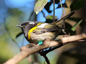 Male hihi (stitchbird) perched on a twig in sunlight