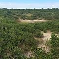 Mangrove Hammock