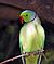 Parrot India 2.jpg