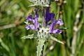 Thistle Sage (Salvia carduacea) flowers