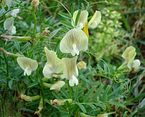 Vicia grandiflora W
