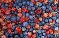 Alaska wild berries