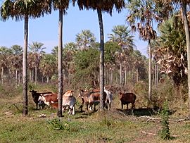 Chaco Paraguay,cattle ranch, Presidente Hayes Province