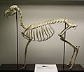 Chinese water deer (Hydropotes inermis) skeleton at the Royal Veterinary College anatomy museum