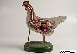 Didactic model of a chicken--FMVZ USP-29