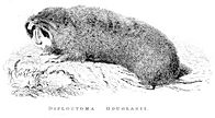 Woodcut of large gopher from 1829 book