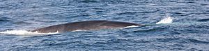 Fin whale chevrons