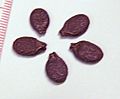 Luffa acutangula seeds