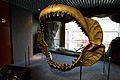 Megalodon jaws on display at the National Baltimore Aquarium