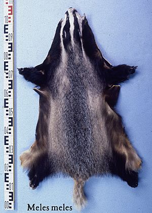 Meles meles (Eurasian badger) fur skin