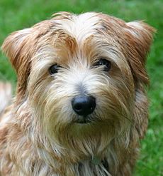 Norfolk-terrier