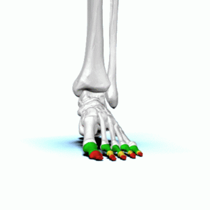 Phalanges of left foot - animation01