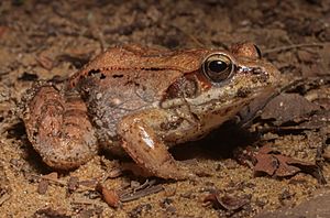 Wood frog (44091409341)