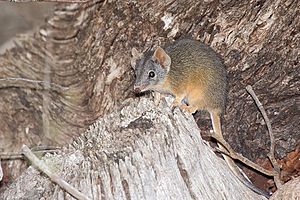 Yellow-footed Antechinus (Antechinus flavipes) (17067818099)