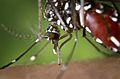 Aedes albopictus 2
