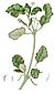 Boerhaavia diffusa Blanco1.93-cropped.jpg