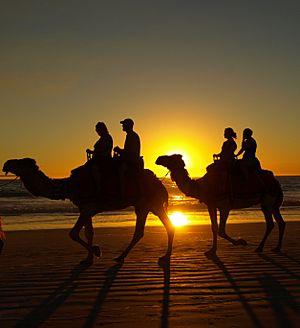 Cable Beach Sunset Camel Ride