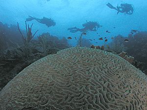 Divers and a large Brain Coral, Roatan, Honduras