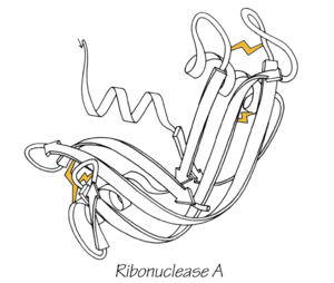 RibonucleaseA SS line