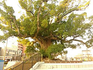 The Great Camphor tree in Iwata